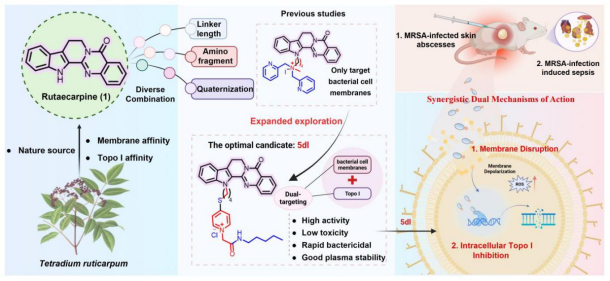 太阳成集团tyc33455cc郭勇和杨瑞阁团队在抗MRSA药物先导研究中取得新进展